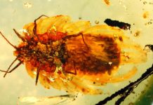 100-million-year-old scale insect practiced brood care