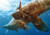 A new beginning for baby mosasaurs