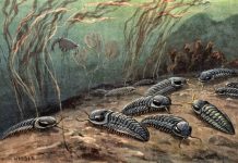 Acidic oceans linked to greatest extinction ever