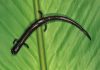 Ancient connection between the Americas enhanced extreme biodiversity