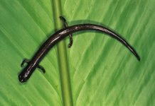 Ancient connection between the Americas enhanced extreme biodiversity