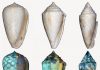 Ancient seashell coloration patterns revealed using ultraviolet light