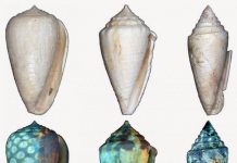 Ancient seashell coloration patterns revealed using ultraviolet light