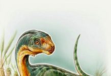 Bizarre ‘platypus’ dinosaur discovered