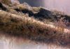 Bone eating worms dined on marine reptile carcasses