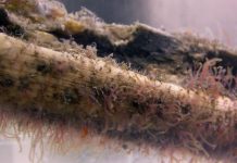 Bone eating worms dined on marine reptile carcasses