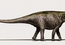 Brontosaurus is back!