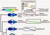 Building Better Skull Models For Ancient Carnivores