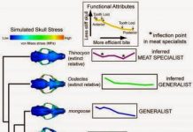 Building Better Skull Models For Ancient Carnivores