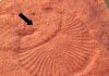 Discovering Missing Body Parts of Ancient Fossils