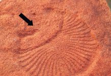 Discovering Missing Body Parts of Ancient Fossils