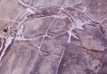 Discovery of two new species of primitive fishes