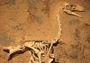 Exceptionally preserved fossil gives voice to ancient terror bird