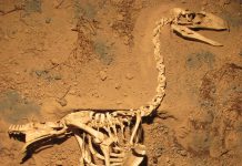Exceptionally preserved fossil gives voice to ancient terror bird