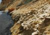 Fossils inform marine conservation