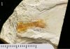 Hong Kong’s first identified dinosaur-era vertebrate