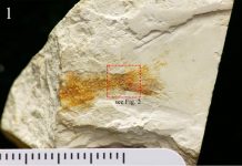 Hong Kong’s first identified dinosaur-era vertebrate