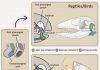 Look mom, no eardrums! “Studying evolution beyond the fossil record”