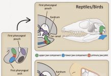 Look mom, no eardrums! “Studying evolution beyond the fossil record”
