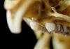 Looking to fossils to predict tooth evolution in rodents