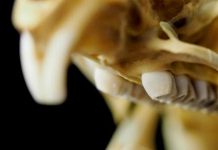 Looking to fossils to predict tooth evolution in rodents