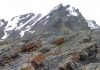 New evidence adds the Capitanian extinction to the list of major extinction crises