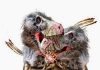 New evidence for combat and cannibalism in tyrannosaurs