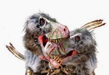 New evidence for combat and cannibalism in tyrannosaurs