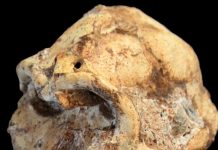 New instrument dates old skeleton; ‘Little Foot’ 3.67 million years old