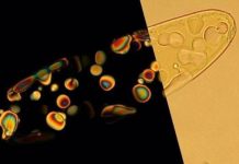New study hints at spontaneous appearance of primordial DNA