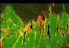 Oldest fossils controversy resolved