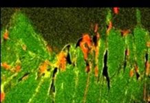 Oldest fossils controversy resolved
