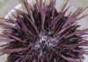 Proteins for anxiety in humans and moulting in insects have common origin