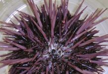 Proteins for anxiety in humans and moulting in insects have common origin
