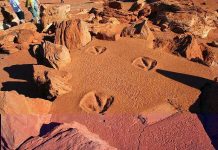 Rare tidal movements expose Kimberley dinosaur tracks