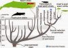 Rare whale fossil found in Panama clarifies evolution of sperm whale