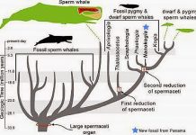 Rare whale fossil found in Panama clarifies evolution of sperm whale