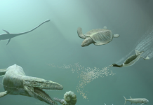 How Repeated Marine Predator Evolution Tracks Changes in Ancient and Anthropocene Oceans
