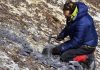 Research team discovers plant fossils previously unknown to Antarctica