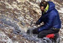 Research team discovers plant fossils previously unknown to Antarctica