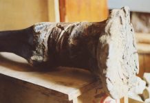 Researchers map genomes of woolly mammoths, raising possibility of bringing them back