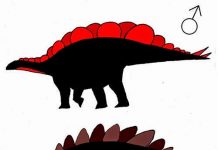 Sexing Stegosaurus “Stegosaurus plates may have differed between male, female”