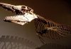 Study resolves reptilian family tree