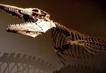 Study resolves reptilian family tree