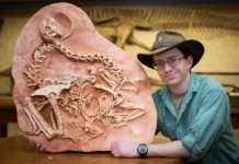 Tails tell the tale of dinosaur sex