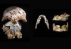 Two ancient human fossils from Laos reveal early human diversity