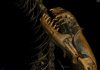 Worm lizards dispersed by ‘rafting’ over oceans, not continental drift
