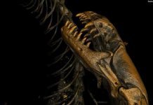 Worm lizards dispersed by ‘rafting’ over oceans, not continental drift