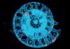 X-raying the past “New evidence: ammonites were probably able to swim”