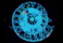 X-raying the past “New evidence: ammonites were probably able to swim”